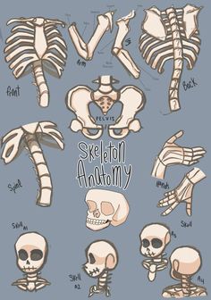 an image of skeleton anatomy in different positions