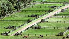 several horses are grazing on the grass in an open field with many fences around them