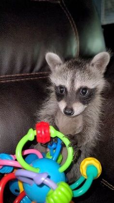 a baby raccoon is sitting on a couch with toys in it's paws