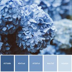 the color scheme is blue and gray, with white flowers on each side in different shades