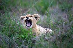 a young lion yawns while laying in the grass with its mouth wide open