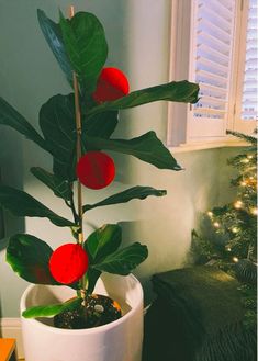 a potted plant sitting on top of a wooden table next to a christmas tree