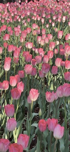 many pink tulips are growing in the field