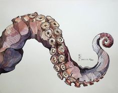 a drawing of an octopus with spirals on it's back