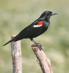 a black and red bird sitting on top of a tree branch