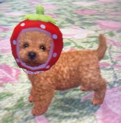 a small brown dog wearing a strawberry hat