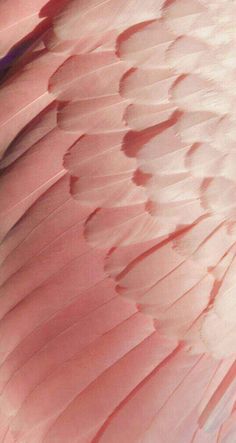 the wing of a large pink bird