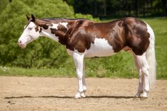 a brown and white horse standing on top of a dirt field next to trees in the background