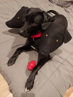 a black dog laying on top of a bed with a red ball in it's mouth