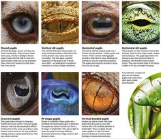 an animal's eye is shown in this article