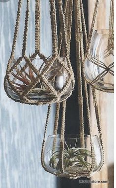 three hanging planters filled with air plants