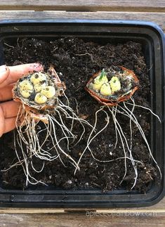 How to Regrow Onions from Onion Scraps Easily - A Piece Of Rainbow Regrow Onions, Garden Sustainable, Regrow Green Onions, Gardening Design Diy, Sustainable Ideas, Growing Onions, Onion Bulbs, Kitchen Scraps, Growing Bulbs