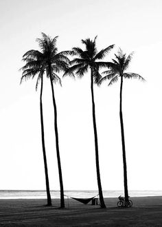 black and white photograph of three palm trees on the beach with a hammock hanging between them