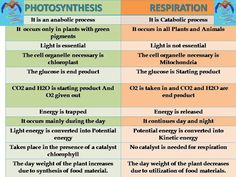 two different types of photosynthsies and their uses in the text below it