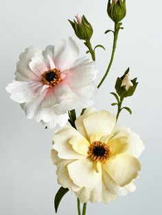 two white and pink flowers in a vase