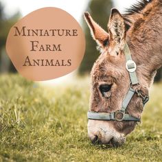 a donkey eating grass with the words miniature farm animals overlayed on it's face