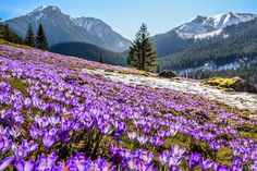 purple flowers blooming on the side of a mountain with snow capped mountains in the background