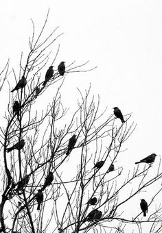 a flock of birds sitting on the branches of a tree in front of a white sky