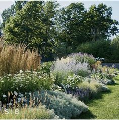 a garden filled with lots of different types of flowers