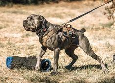 a dog is walking in the grass with a harness on