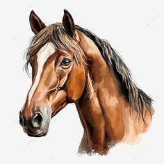 a brown horse with black manes and white head, illustration, drawing, painting png and psd