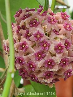 Hoya Varieties, Planting, Color