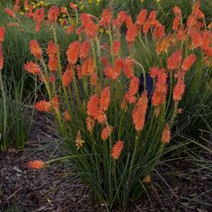 some orange flowers are growing in the grass