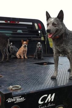 three dogs are sitting in the back of a truck with another dog on the bed