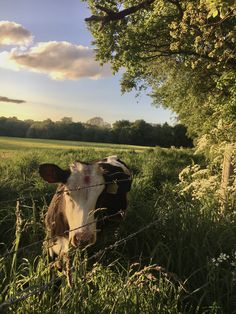 a brown and white cow standing on top of a lush green field next to a tree