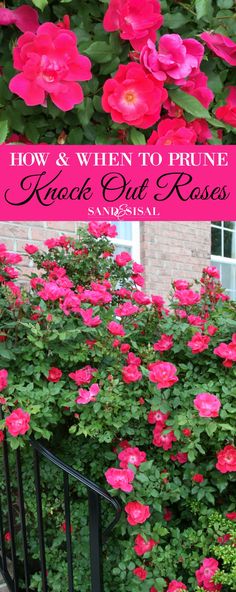 pink roses growing on the side of a building with text overlaying how and when to prune knock out roses