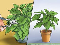 a potted plant being held by a pair of pliers next to another potted plant