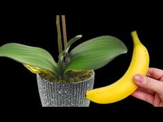 a person holding a banana in front of a potted plant on a black background