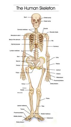 the human skeleton is shown with labels on each side and labeled in different parts, including the