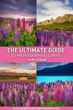 the ultimate guide to photograph lupins in new zealand with photoshopped images