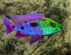 a colorful fish is swimming in the water