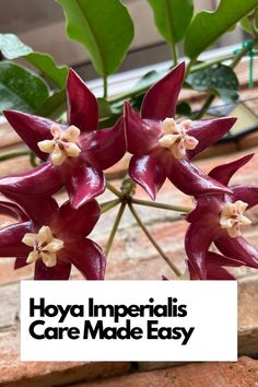 Simplify Hoya Imperialis care with our expert tips. Whether you're a Hoya enthusiast or new to plant parenting, this comprehensive guide has everything you need for a thriving Hoya Imperialis. IG Photo by: hoya_mismo Hoya Imperialis, Plant Parenting, Orchid Fertilizer, Potting Soil, Grow Lights, Plant Care, Indoor Plants, Make It Simple, Orchids