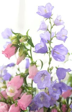 purple and pink flowers are in a vase