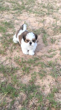 a small brown and white dog laying in the grass