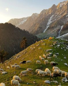 a herd of sheep grazing on top of a lush green hillside covered in snow capped mountains