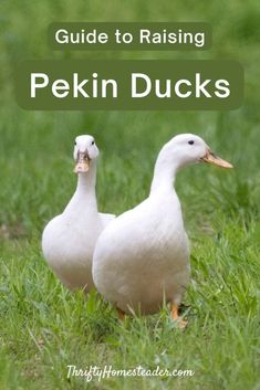 two white ducks standing in the grass with text overlay reading guide to raising pekin ducks