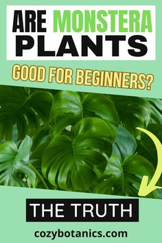 there is a green plant with the words, are monstera plants good for beginners?