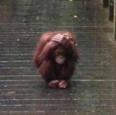 an orangutan is standing on the ground with its head down and it's eyes closed