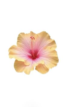 a pink and yellow flower on a white background