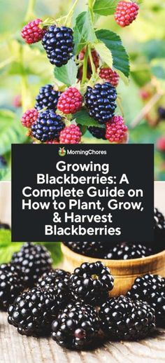 blackberries growing in the garden with text overlay reading growing blackberrys a complete guide on how to plant, grow and harvest blackberries