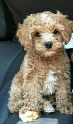 a small dog sitting in the back seat of a car