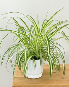 a potted plant sitting on top of a wooden table