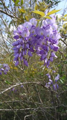 purple flowers blooming on the branches of trees