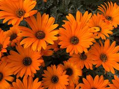 many orange flowers are blooming in the garden