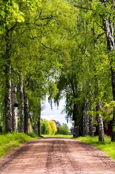 a dirt road surrounded by tall trees and green grass on both sides with a red barn in the distance