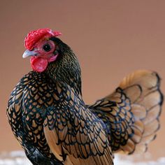 a close up of a chicken on a table